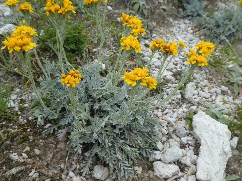 Jacobaea incana / Senecio canuto